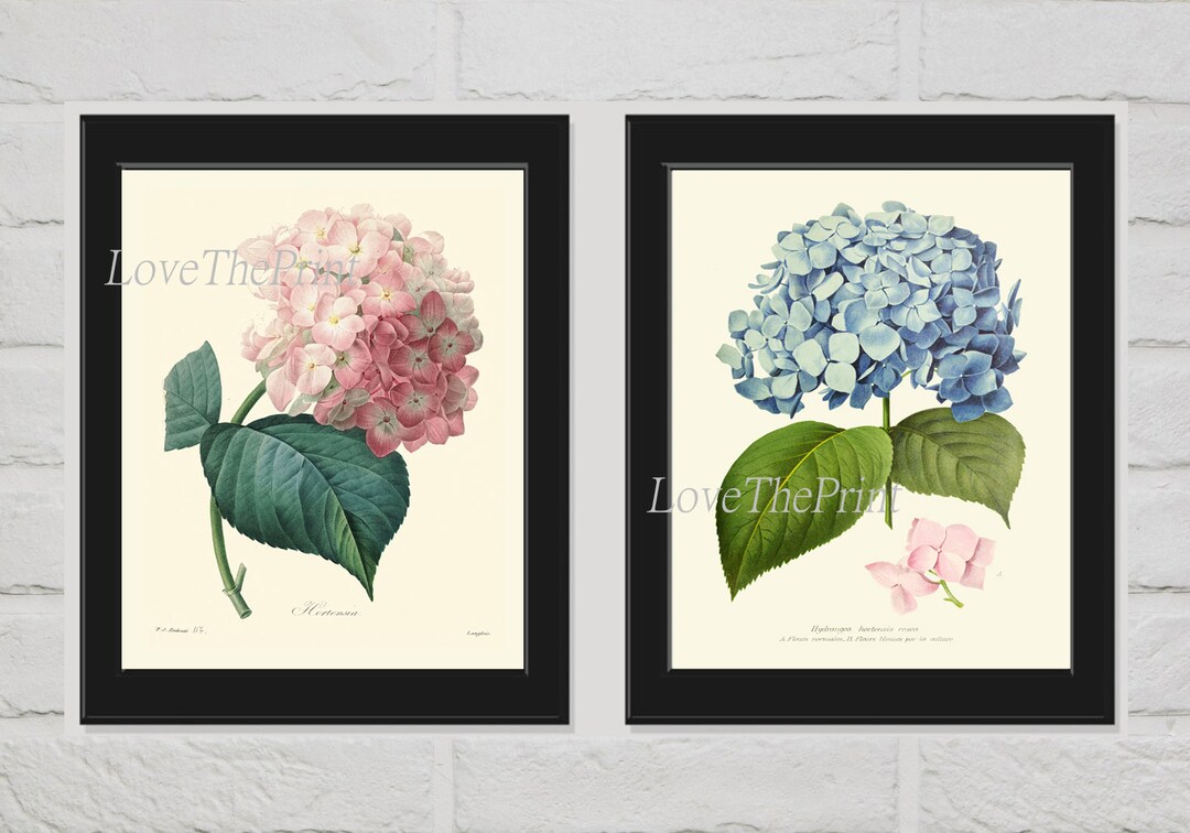 Hydrangea Botanical Print Set of 2 Beautiful Antique Pink Blue Garden ...