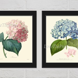 Hydrangea Botanical Print Set of 2 Beautiful Antique Pink Blue Garden Flowers Plants Nature Illustration Picture Home Wall Decor to Frame IH