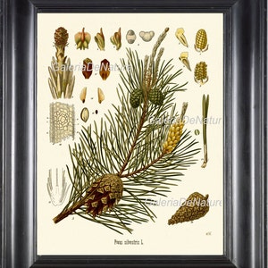 Botanical Print 17 Art Kohler 4x6 5x7 8x10 11x14 Beautiful Pinecone Pine Tree Winter Christmas Home Decor Antique Illustration to Frame