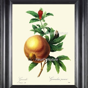 Fruit Pomegranate Print R5 Wall Art Beautiful Antique Pomegranate Tree Branch on Ivory Background Dining Kitchen Room Decor Interior Design
