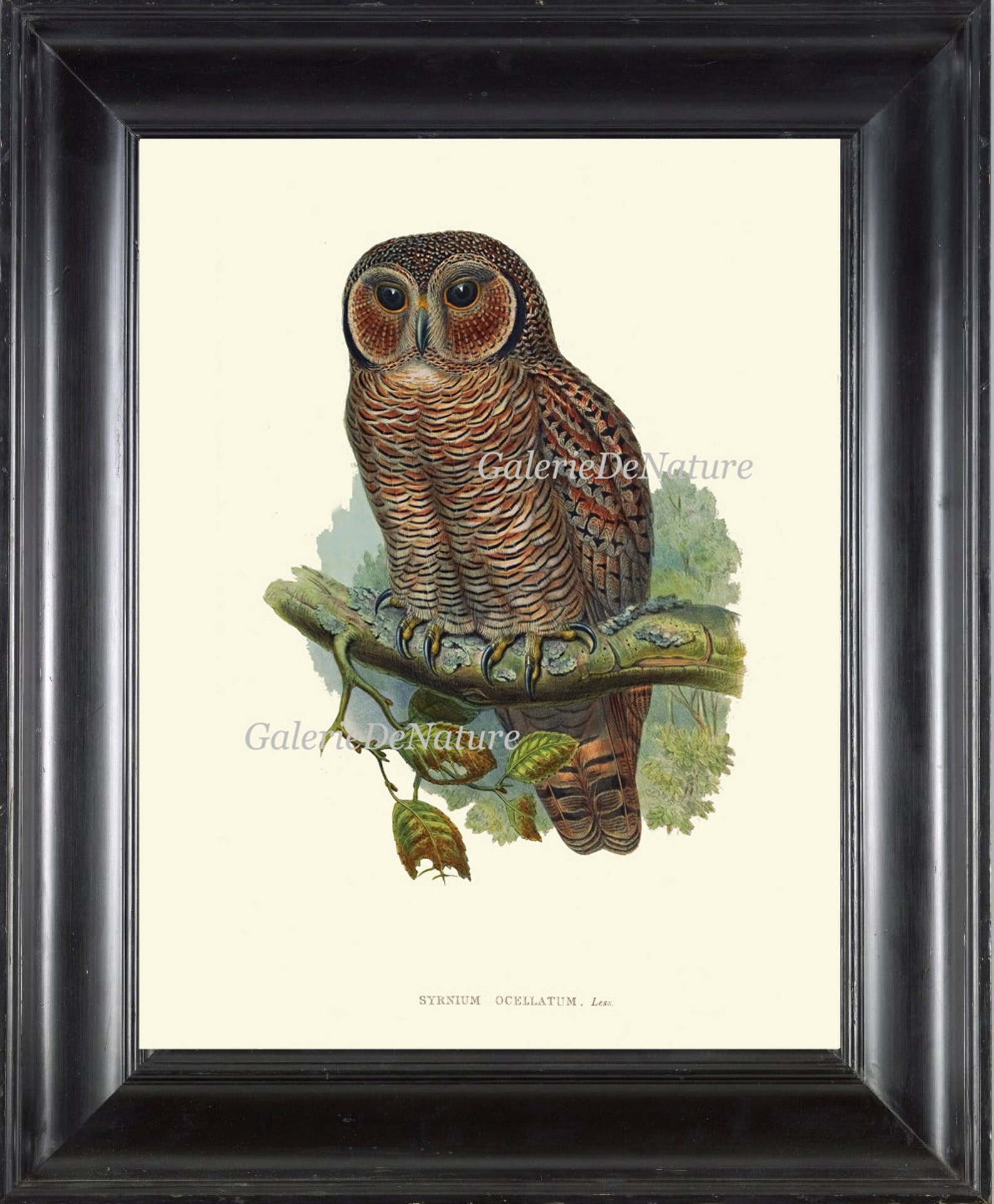 Owl Print Wall Art 4 Beautiful Antique Large Bird Green Tree Etsy