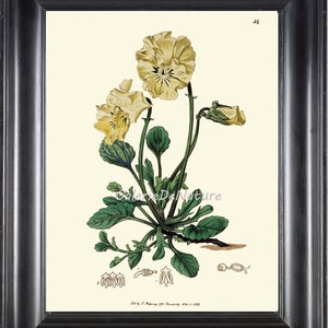 IMPRESSION botanique Art ED20 belle jaune Viola fleur plante Antique tableau printemps été jardin Nature vert maison chambre decoration murale sur cadre