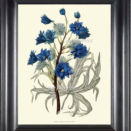 Botanical Print Besler 8x10 Art 102 Beautiful Blue Burgundy - Etsy