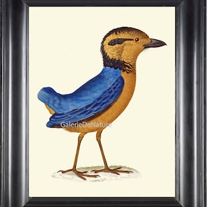Bird Art Print HU25 Beautiful Large Antique Blue Giant Pitta Nature Home Room Wall Decor to Frame Natural Science Interior Design to Frame