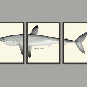 Hai-Wand-Kunstdruck-Set von 3 schöne antike Illustration Meer Ozean Marine Natur Wissenschaft Badezimmer Schlafzimmer junge Zimmer Home Decor zum Rahmen