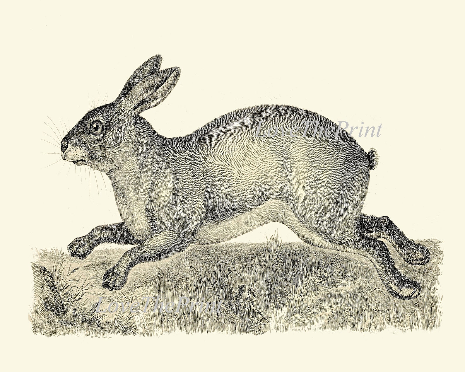 Classic Rabbit Picture Rabbit Bunny Print Wall Art Set of 3 Beautiful Vintage Illustration ...