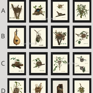 Bird Nest Print Set of 16 Beautiful  Antique Natural Science Green Tree Branch Birds Home Room Wall Bedroom Living Room Decor to Frame