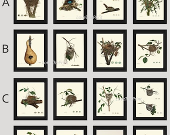 Bird Nest Print Set of 16 Beautiful  Antique Natural Science Green Tree Branch Birds Home Room Wall Bedroom Living Room Decor to Frame