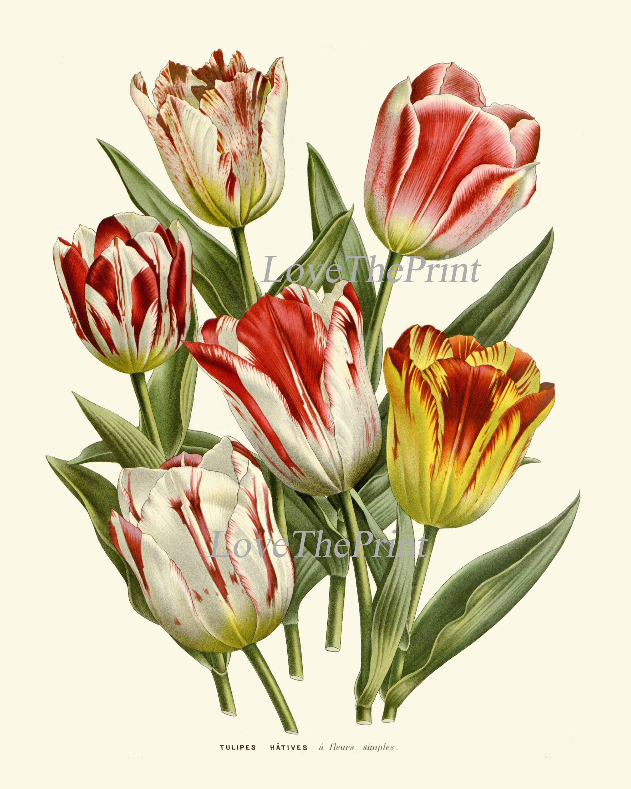 Tulip Prints Botanical Wall Art Set of 2 Flowers Beautiful Red White ...