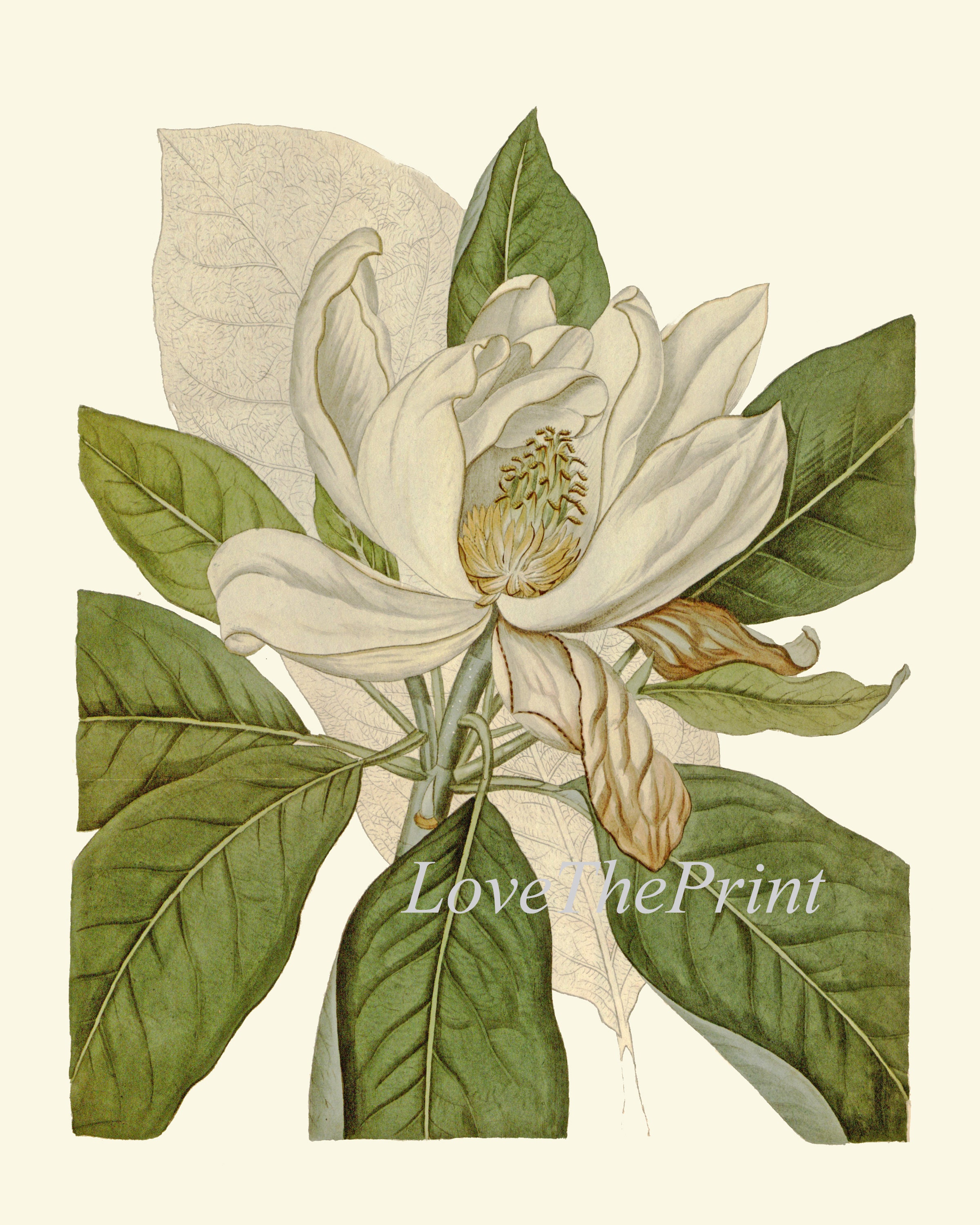 White Magnolia Botanical Print Set of 2 Beautiful Antique Vintage ...