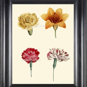 Botanische Kunstdruck R232 schöne Nelke Lily Pink Gelb Blume Antique Diagramm Hauptdekor Frame Zimmer Dekoration Interior Design