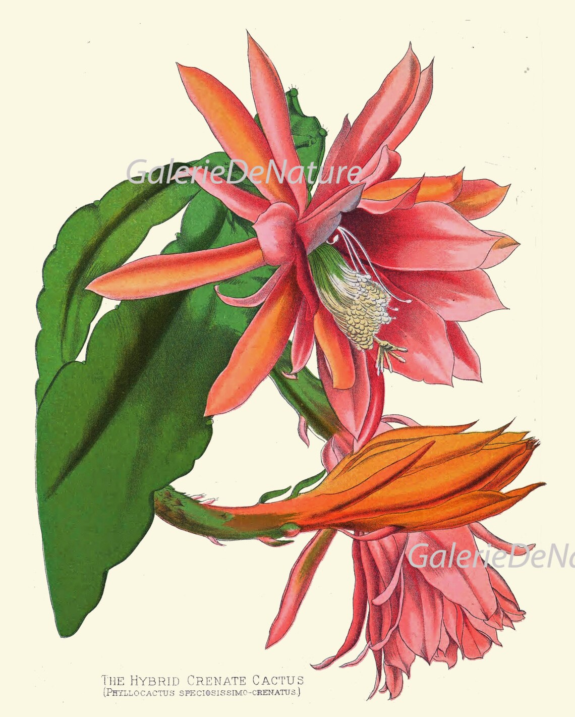 BOTANICAL PRINT Flower Art P32 4x6 5x7 8x10 11x14 Beautiful - Etsy
