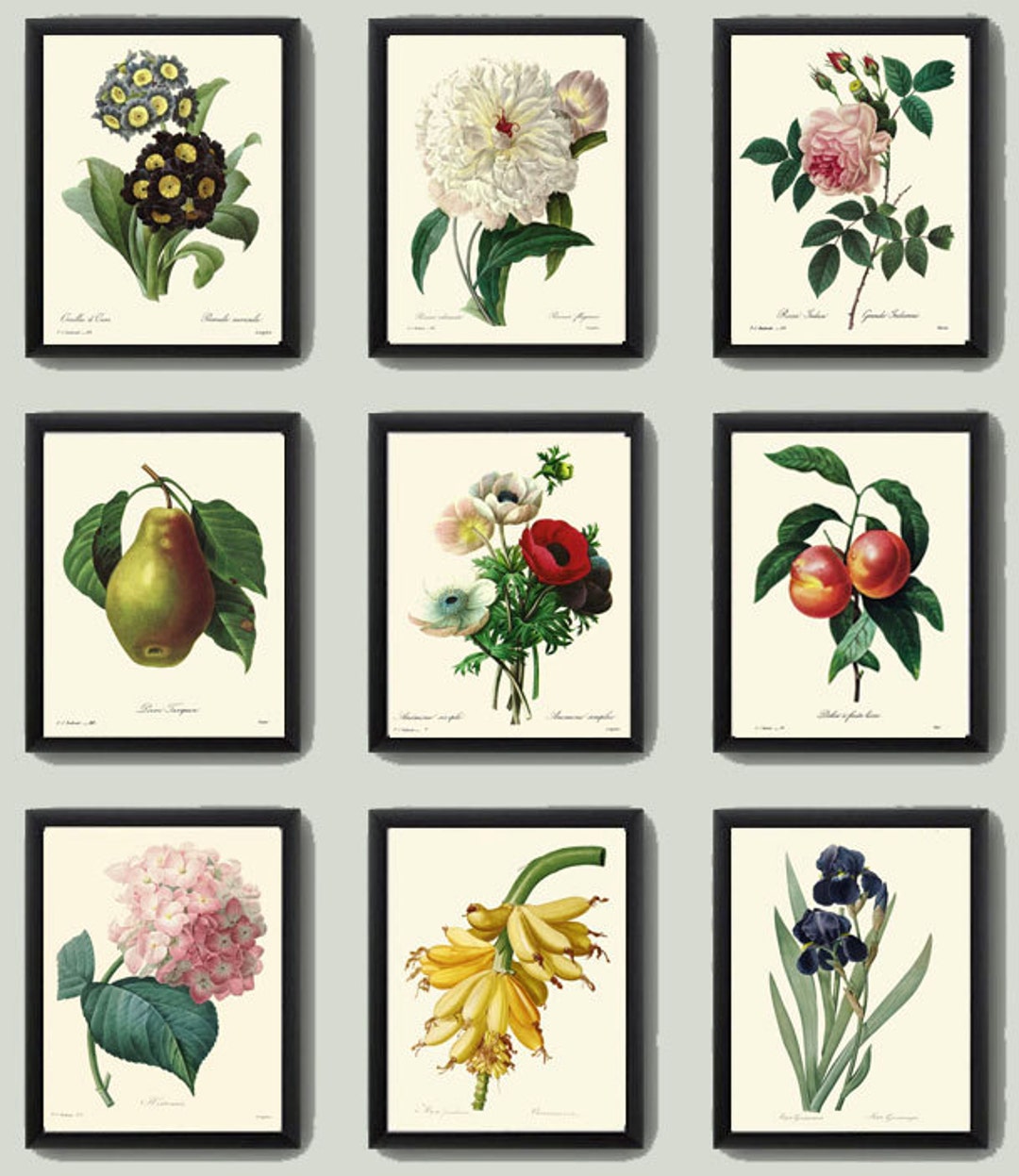 Botanical PRINT SET of 9 Art Redoute 124 Beautiful Fruit Flowers Pear ...