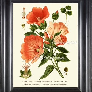 BOTANICAL PRINT Flower Art S30 4x6 5x7 8x10 11x14 Beautiful Antique Hibiscus Tropical Island Garden Nature Plant Home Wall Decor to Frame