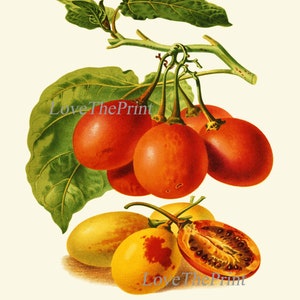 Tomato Print Set of 3 Beautiful Antique Vintage Red Yellow Green Colorful Vegetables Heirloom Garden Nature Illustration Home Wall Decor IH image 8
