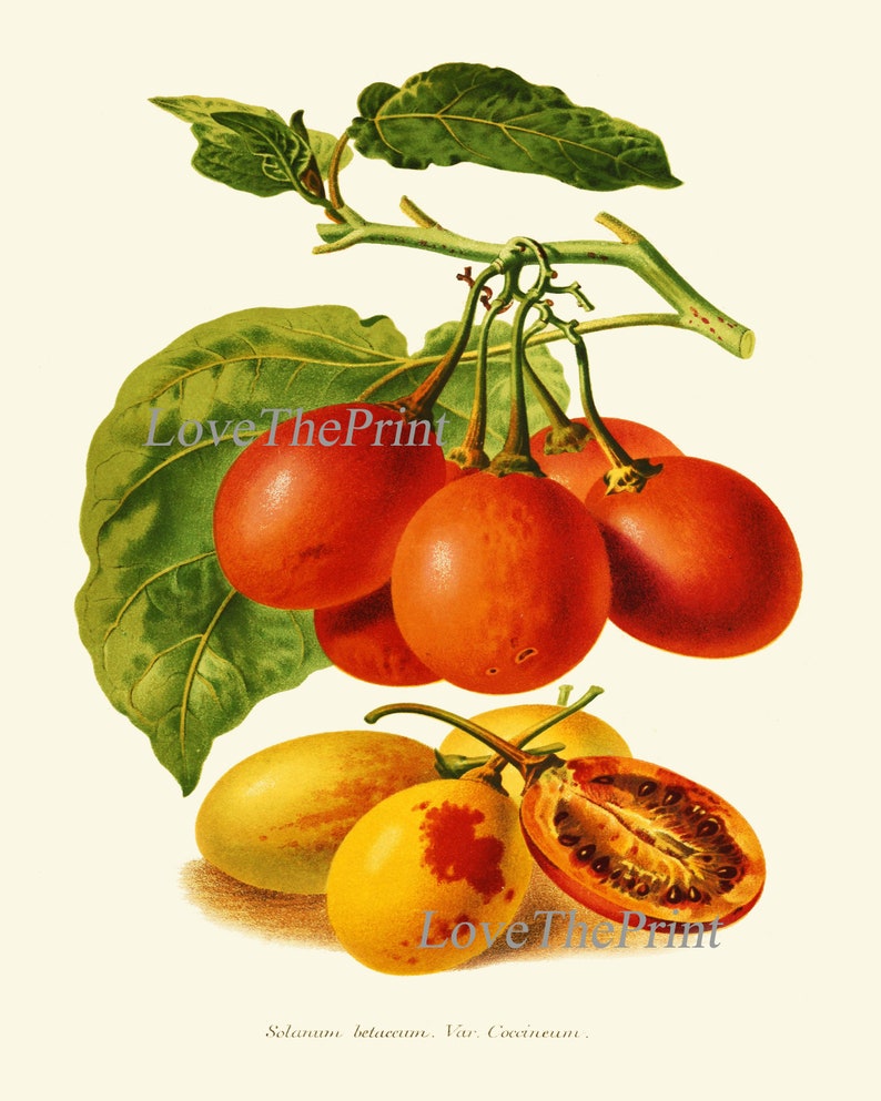 Tomato Print Set of 3 Beautiful Antique Vintage Red Yellow Green Colorful Vegetables Heirloom Garden Nature Illustration Home Wall Decor IH image 8