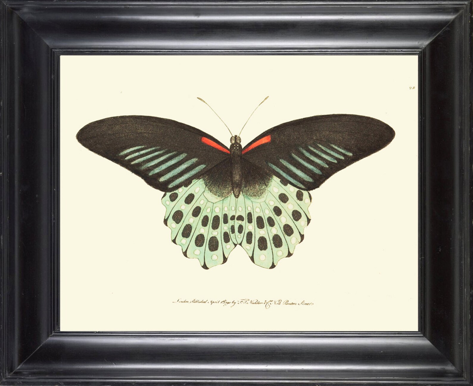 Antique Butterfly Print 34 Beautiful Wall Art Large Butterflies Garden ...