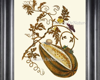 Botanical Art Print SIB4 Beautiful Antique Tropical Fruit Plant Seeds Insect Yellow Flower Home Wall Decor Drawing Illustration to Frame