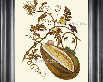 May include: A vintage botanical illustration of a split open melon with seeds, surrounded by brown vines and leaves. The melon is brown and green with a yellow interior. A small insect is perched on a vine.