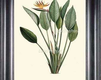 Botanical Print R78 Art Beautiful Bird of Paradise Flower Plant Tropical Palm Tree Antique Vintage Home Room Wall Decor Interior Design