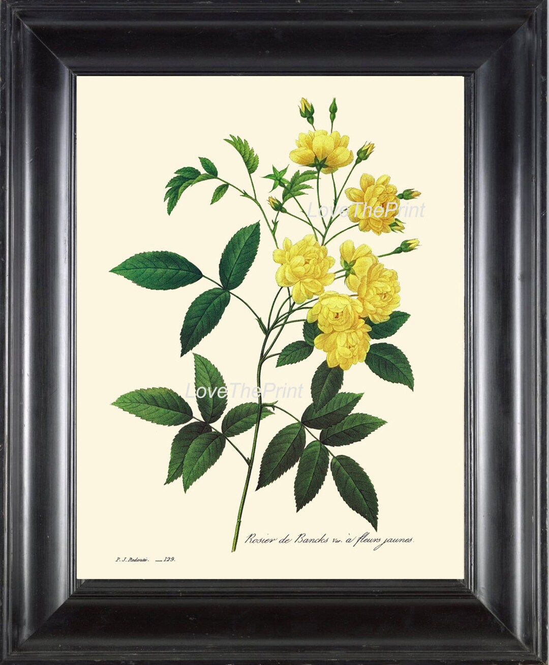 Botanical Print R43 Wall Art Large Beautiful Yellow Roses Flower ...