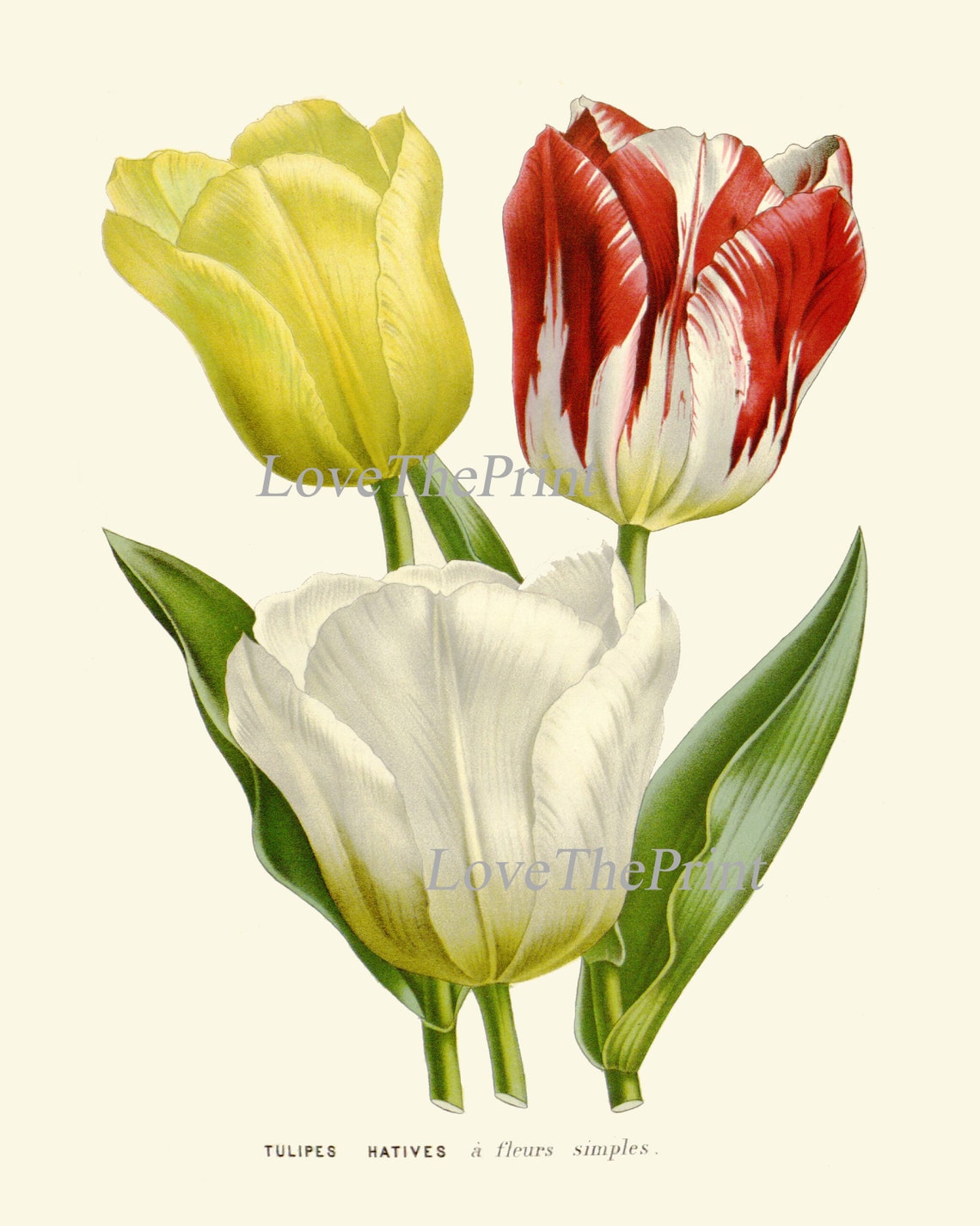 Tulip Flowers Wall Art Print Set of 4 Antique Watercolor - Etsy
