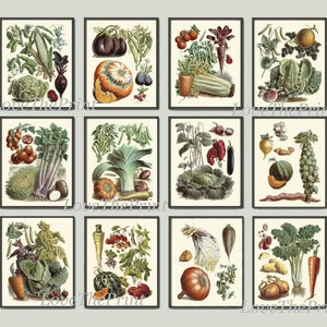 Vegetable Print Set of 12 Wall Art Beautiful Antique French Garden Colorful Plants Chart Illustration Kitchen Dining Room Home Decor Gallery