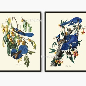 Audubon Blue Jay Vögel drucken Satz von 2 schönen Florida und Blue Jay Illustration Bild Zeichnung Haus Zimmer Wand Dekor Wald Natur