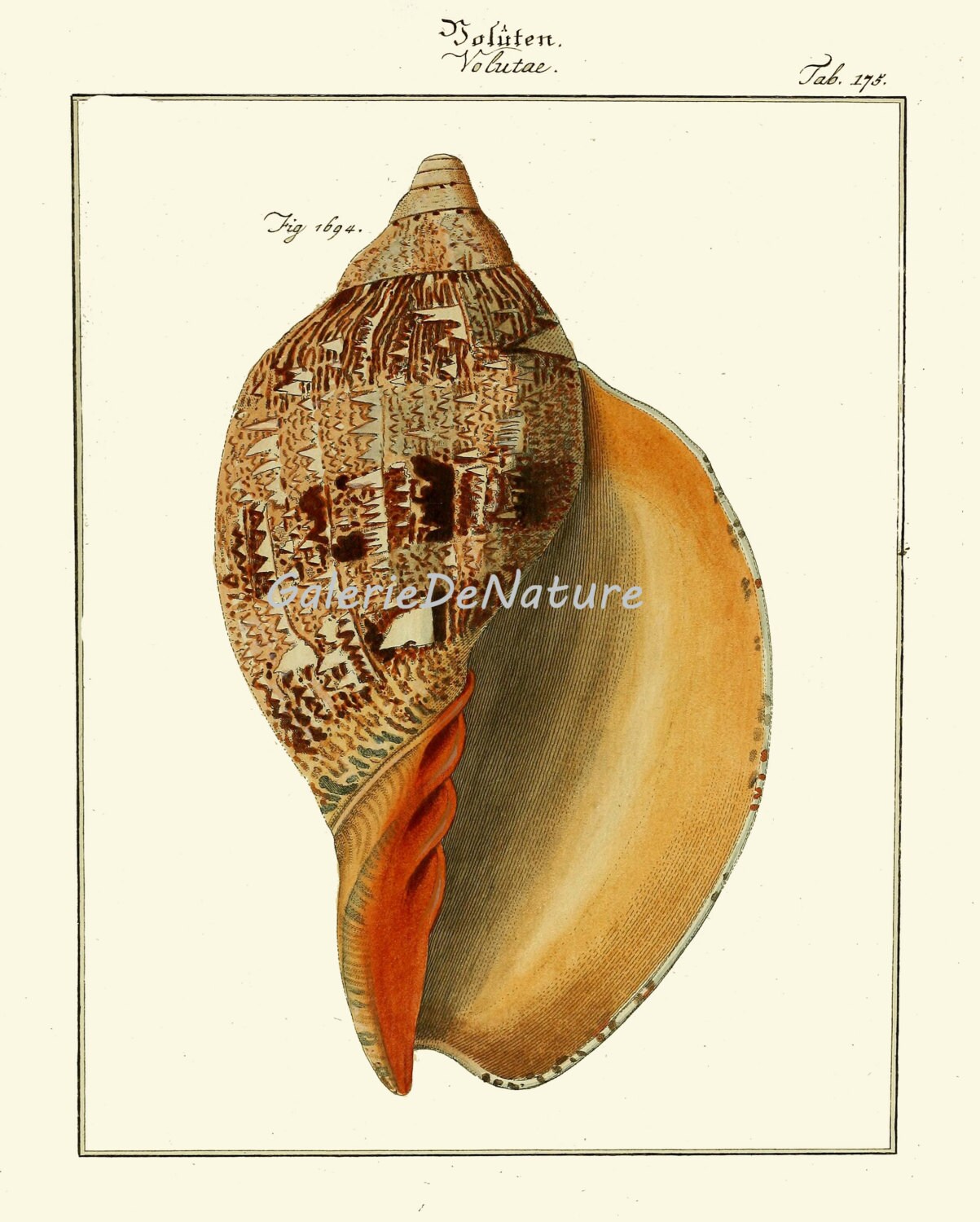 Sea Shell Print Design Sea Shell Print Art M134 4x6 5x7 8x10 11x14 Beautiful Volute Seashell ...