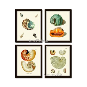 May include: Set of four vintage illustrations of seashells. The illustrations feature a variety of seashells, including a nautilus, a conch, and a clam. The illustrations are in a classic style and are perfect for adding a touch of nautical charm to your home decor.