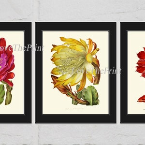 Cactus Flower Botanical Print Set 3 Beautiful Antique Pink Yellow Red Colorful Flowers Nature Illustration Picture Home Room Wall Decor IH