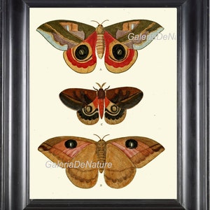 Butterfly Print Art C44 4x6 5x7 8x10 11x14 Beautiful Antique Butterflies Ivory Orange Beige Bedroom Home Wall Room Decoration Decor to Frame