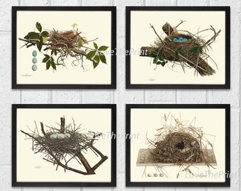 Bird Nest Print Set of 4 Beautiful Blue White Eggs Antique Forest Nature Tree Home Bedroom Living Room Hallway Room Wall Decor to Frame