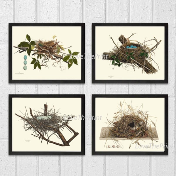 Bird Nest Print Set of 4 Beautiful Blue White Eggs Antique Forest Nature Tree Home Bedroom Living Room Hallway Room Wall Decor to Frame