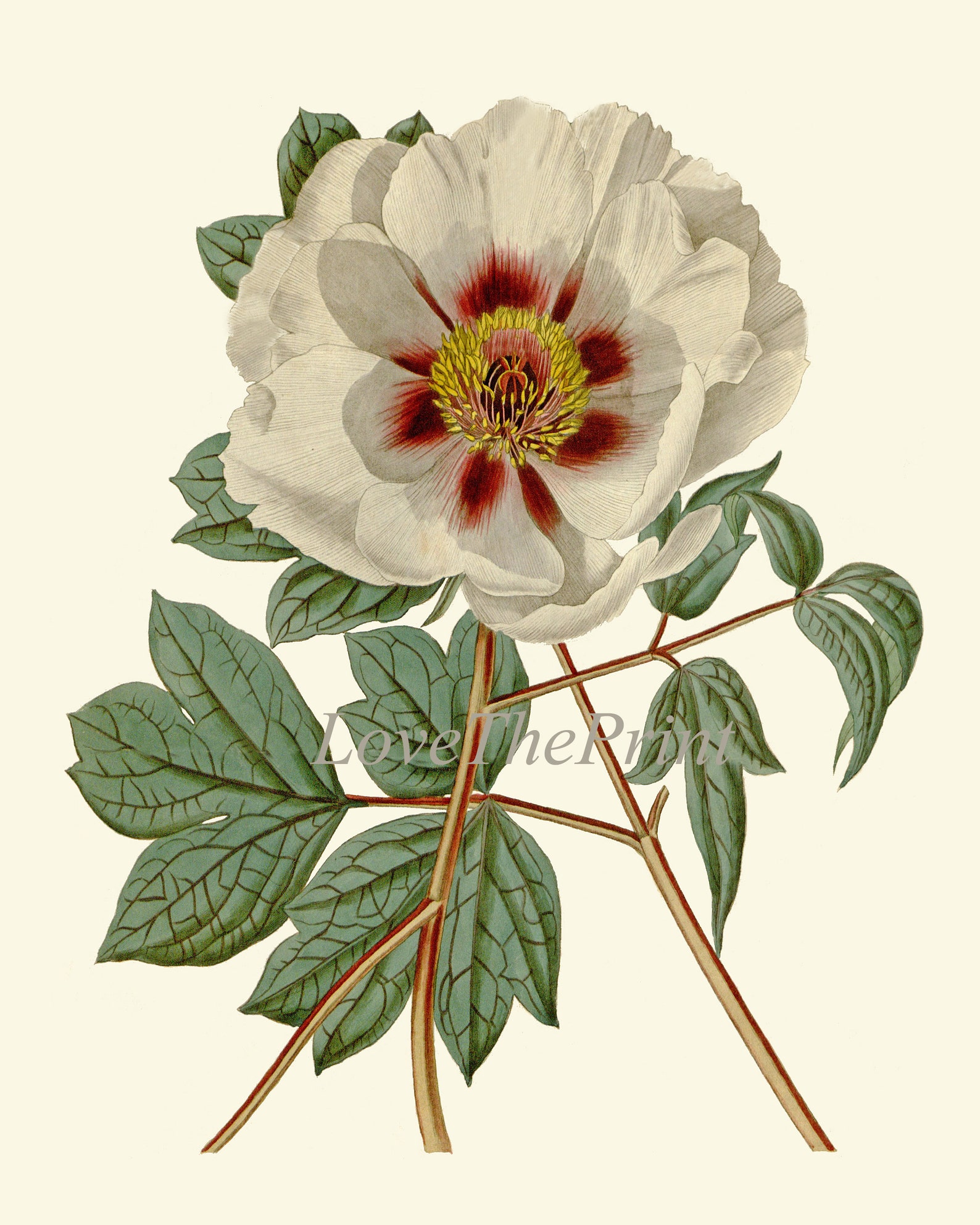 White Flowers Print Wall Art Set of 6 Beautiful Antique Peony Gardenia ...