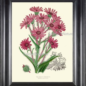 Flor Grabado Botánico P16 arte hermoso antiguo Nevado Senecio Chilca flores silvestres rosa Margarita carta botánica ilustración pared Home Decor
