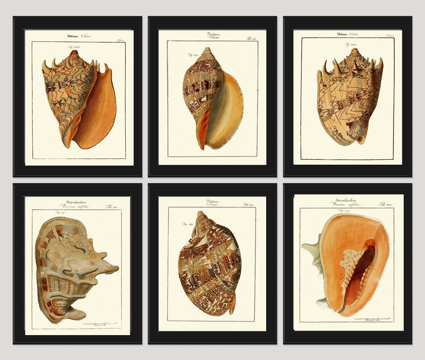Sea Shell Print Design Sea Shell Print Art M134 4x6 5x7 8x10 11x14 Beautiful Volute Seashell ...