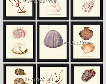 Seashell Sea Shell Coral Sand Dollar Urchin Clam Art Print Set of 9 Antique Beautiful Ocean Sea Marine Nature Coastal Home Wall Decor DON