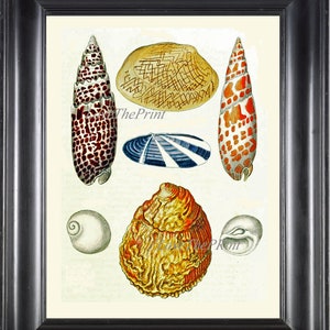 Azul colorido Concha impresión arte de la pared KG6 hermosa ilustración antigua concha del mar playa costera marina hogar hogar decoración a marco