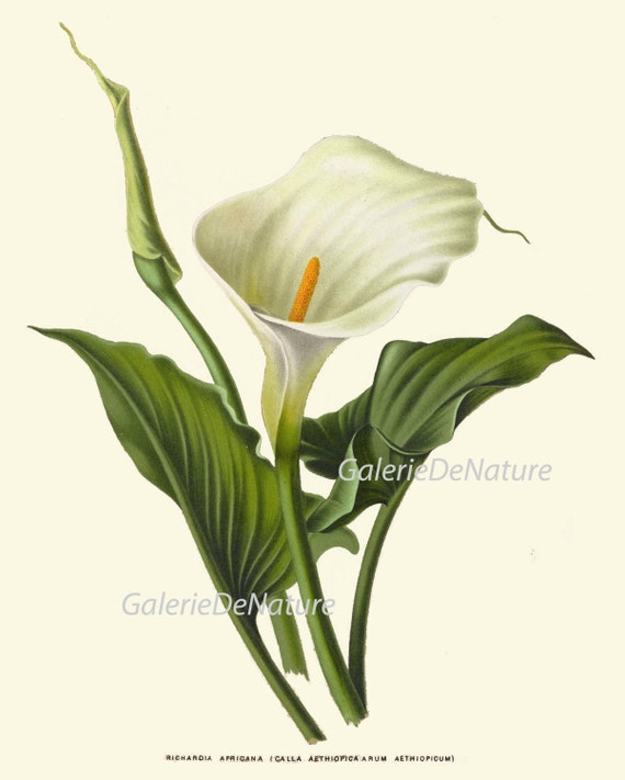 【希少】ヴィンテージ　1948 Calla Lily Leaf トレイ 希少】ヴィンテージ 1948 Calla Lily Leaf トレイ