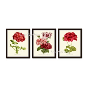 Red Pink Geranium Flower Plant Print Set of 3 Prints Beautiful Spring Summer Garden Botanical Nature Antique Illustration Home Wall Art IH