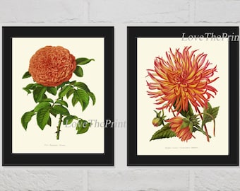 Rose and Dahlia Botanical Print Set of 2 Beautiful Garden Flowers Plants Nature Antique Vintage Illustration Picture Home Wall Decor IH