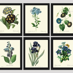 Botanical PRINT SET of 6 Art Redoute Beautiful Blue Flowers Iris Butterfly Antique Illustration to Frame Home Wall Art Decoration to Frame