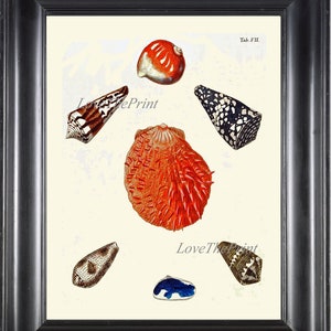 May include: A vintage illustration of six different seashells. The shells are in various colors, including red, white, black, and blue. The illustration is on a cream-colored background with the text "Tab. VII."