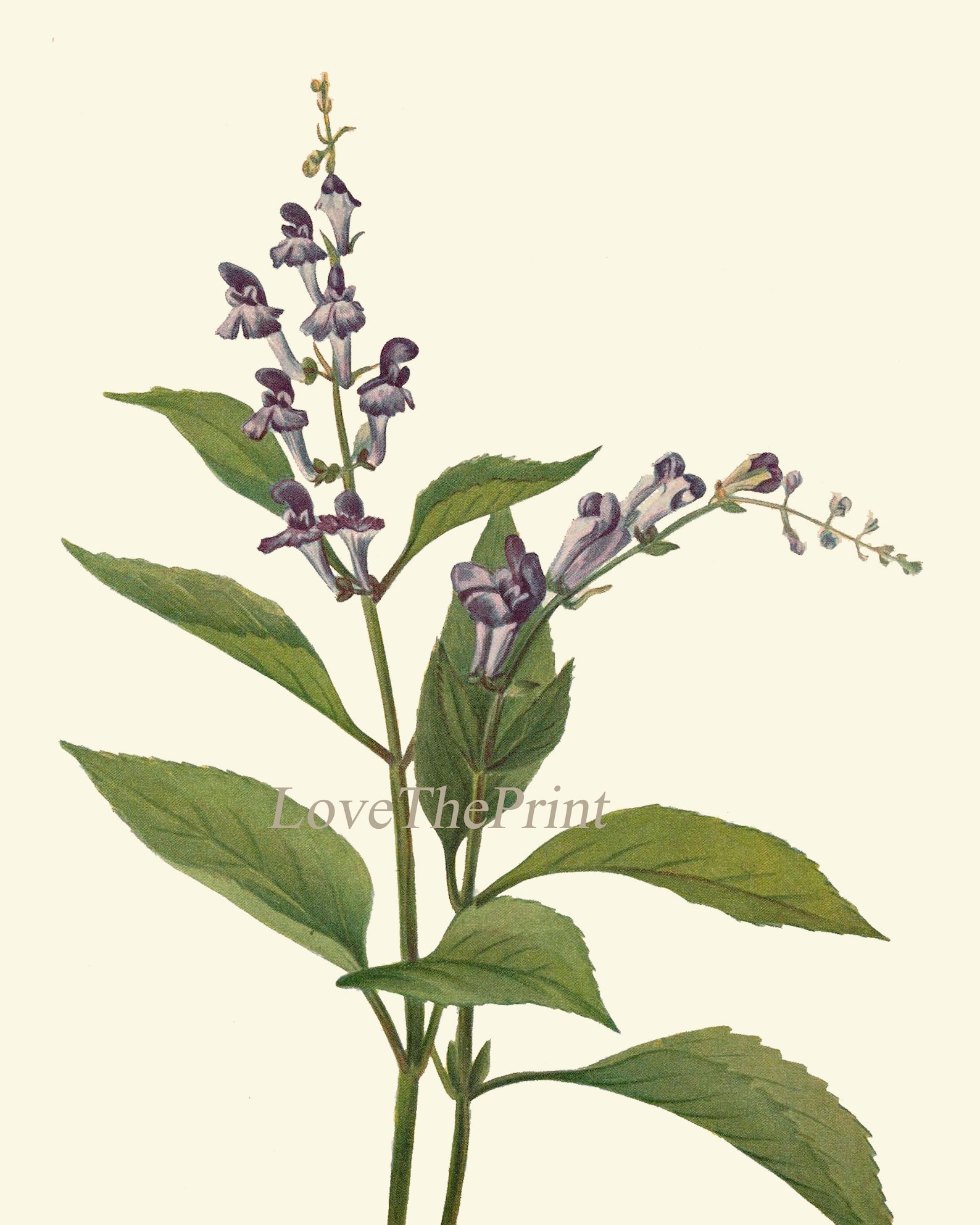 Wildflowers Print set of 4 Beautiful Blue Purple Violet | Etsy