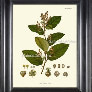 Botanical Print Art Wall Art Cascarilla Tropical Flower Fruit Seed Antique Large Chart Garden nature Gift Home Wall Decor to Frame KOH25