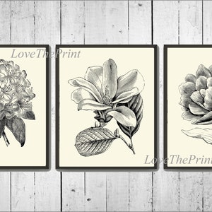 Black and White Botanical Flowers Print Wall Art Set of 3 Beautiful Vintage Illustration Picture Drawing Garden Cottage Home Decor to Frame