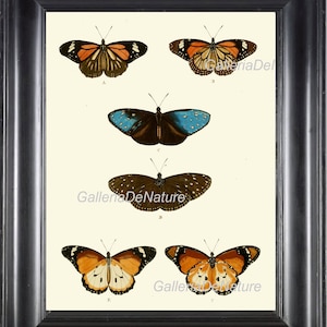 Butterfly Print Art C56 4x6 5x7 8x10 11x14 Beautiful Antique Butterflies on Ivory Background Bedroom Living Room Interior Design to Frame