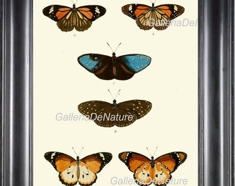 Butterfly Print Art C56 4x6 5x7 8x10 11x14 Beautiful Antique Butterflies on Ivory Background Bedroom Living Room Interior Design to Frame