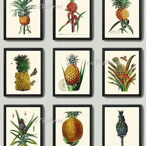 Pineapple Wall Art Print Set of 9 Antique Beautiful Antique Vintage Botanical Illustration Tropical Home Decor Decoration Poster to Frame